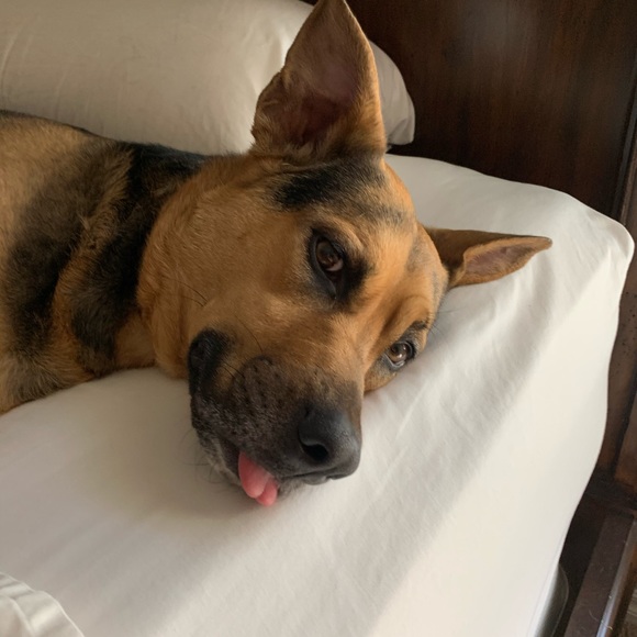 Meet your Posher, Kodi - Picture 1 of 1